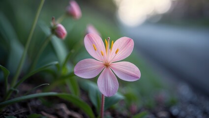 Fototapeta premium Natural scene of a tiny pink flower growing on the ground beside the road
