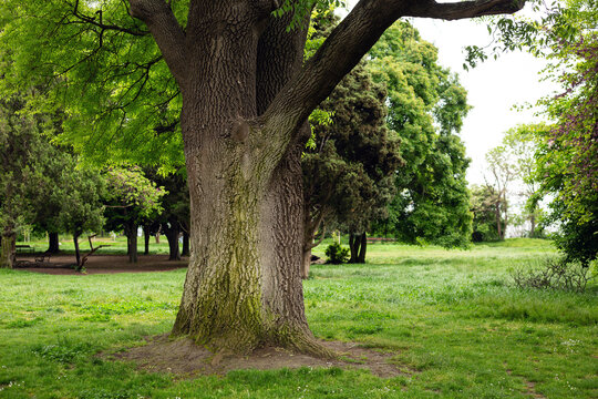 Spring green park: on the front dress there is a thick trunk of an old tree, and in the background all the trees and bushes are in lush greenery