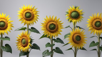 Obraz premium Fresh yellow sunflower with green foliage set against a gray background, representing different sunflower species for design use