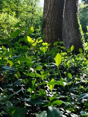 tree in the forest
