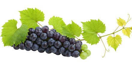 Fototapeta premium Fresh Black Grapes with Vine and Leaves Isolated on White Background, 
