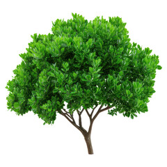 Fototapeta premium Green Foliage Tree with Dense Leaves and Natural Details in High Resolution, isolated on transparent background.