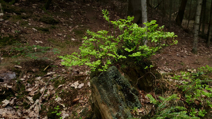 Closeup blooming bush of wild berry - Common bilberry or Vaccinium myrtillus with fresh green leaves and small flowers in spring forest at sunny day. Springtime natural background, shallow focus.