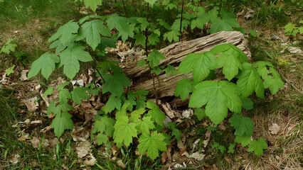 Closeup young sprouts of Maple tree and Acer pseudoplatanus with fresh green leaves on branch in deciduous forest at spring day. No people beautiful springtime natural background.