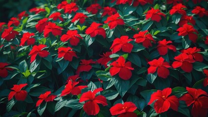 Red Impatiens in Compact Form