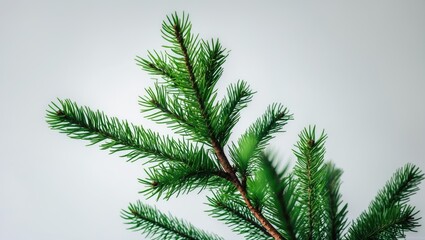 Single pine branch on a white surface