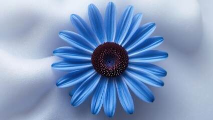 Obraz premium Isolated Blue Osteospermum Flower Daisy with Macro Detail on Background