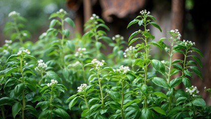 Fototapeta premium Flowering basil plant showcasing green leaves often used in Indonesian lalapan