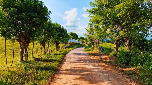 Brown road with many turns among green trees. Tropical nature landscape with a view from above. Drone shooting. Country road.