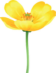 Yellow buttercup flower in watercolor. Isolated cheerful wildflower for playful floral art.