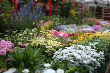 Fototapeta premium Delicate Edges of Flowers and Plants for Sale at Market 