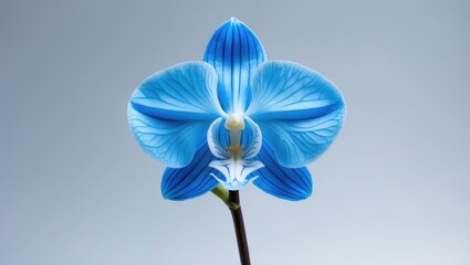 Decorative blue sear orchid plant with withered petals on white