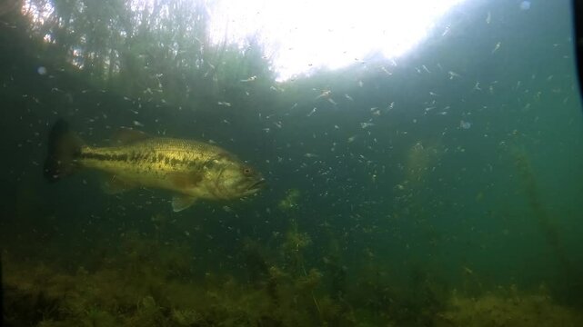 Male black bass - Micropterus salmoides - with striking red eyes crosses a dense cloud of newly hatched fry, moving from left to right, displaying protective behavior typical of the spawning season.