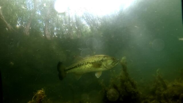 Male black bass - Micropterus salmoides - swims back and forth around its nest, instinctively guarding the freshly hatched fry. Protective behavior typical during the spawning season.