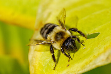 Bee Resting on Green Leaf – Close-up Macro Nature Photo