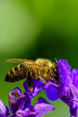 Bee Harvesting Pollen on Purple Flower – Macro Shot of Pollination in Nature