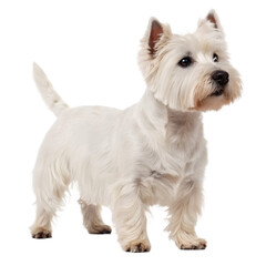 West Highland White Terrier Posing: A poised West Highland White Terrier showcases its distinctive snowy coat and perky ears while standing.