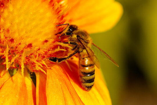 Honeybee on Sunflower – Pollination in Progress, Summer Bloom
