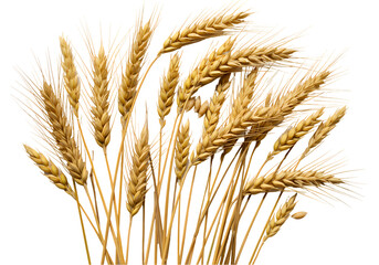 Fototapeta premium Wheat Stalks: Golden Harvest Image