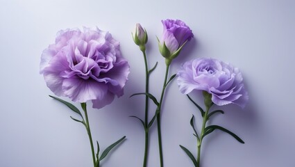 White backdrop featuring isolated light violet flowers