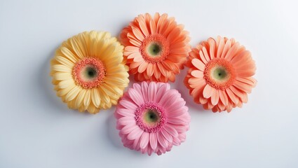 Vibrant gerbera daisy flower with plain background
