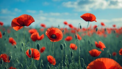Obraz premium Vivid red poppies in a lush green landscape capturing the delicate beauty of wildflowers and floral growth