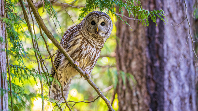 Barred Owl (Strix varia) in the Forest - Powered by Adobe