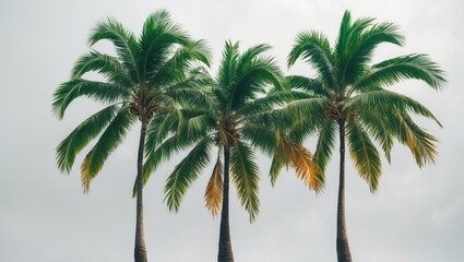 Solo coconut palm trees depicted against a plain backdrop