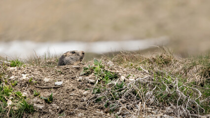 Alpine Marmot In A Den (Marmota Marmota)