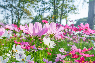 Fototapeta premium Field of Pink cosmos flowers blooming in garden,wild pink cosmos flowers in spring day,autumn season.