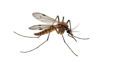 Isolated Mosquito