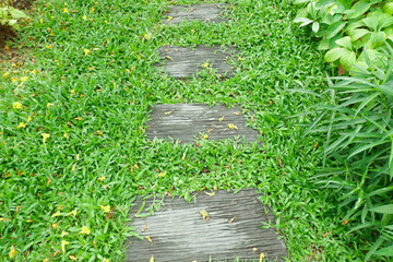 Home garden with stairs,Pathway in garden,beautiful designer park with fresh fern plants and stones,copy space.