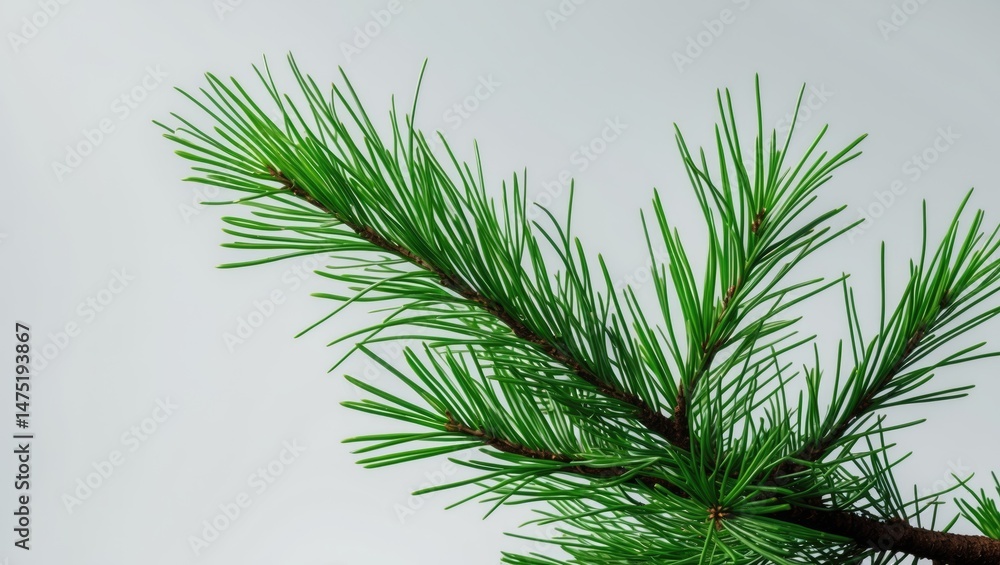 Aufkleber pine branch isolated on a simple background