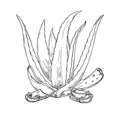 Aloe vera plant with cutting leaves and dripping juice monochrome vector illustration painted by black inks. Skincare remedy for natural cosmetics packaging, spa products, herbal medicine labels