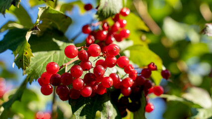 Ripe viburnum on a branch on a bright sunny day