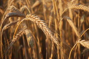 wheat field and ears of wheat.