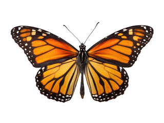 Naklejka premium Butterfly animal png flying insect png colorful butterfly png nature insect png garden bug png transparent background