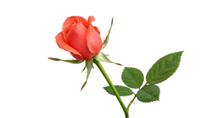 Isolated Peach Rose with Leaves