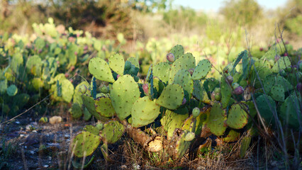 Many green cacti in natural environment, bright, nature south of France, detailing