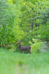 Ein Rehbock steht in einem grünen Wald
