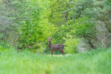 Ein Rehbock steht in einem grünen Wald