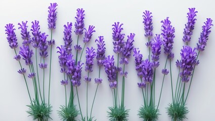 Naklejka premium Exquisite blooming lavender arranged on a white canvas