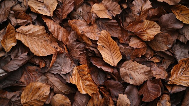 Dry leaf texture and nature background. Surface of brown leaves material.