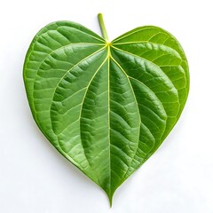 Heart-Shaped Betel Leaf: Stock Photo