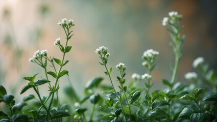 Obraz premium Detailed view of basil blossoms with a background out of focus