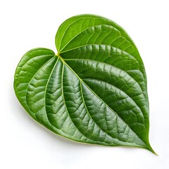 Betel Leaf: Images, Uses, Benefits & More