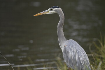 Great Blue Heron near water searching for fish