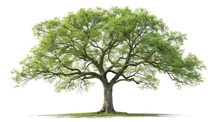 Obraz premium A large tree with green leaves and a thick trunk isolated on a white background in full sunlight created with generative ai