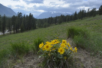 Balsamroot group with mountains in background on hillside