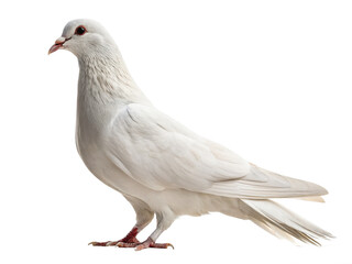 Naklejka premium Domestic pigeon animal png pet pigeon bird png domestic pigeon species png white pigeon pet png urban pigeon animal png transparent png